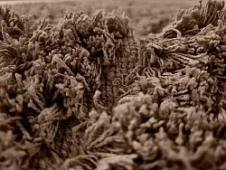 Shaggy koberce - Kendra Natural Cotton Shaggy (hnědá)