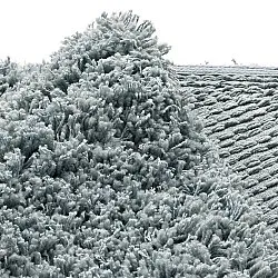 Kulatý koberec - Combarro Solid Cotton Shaggy (světle modrá)